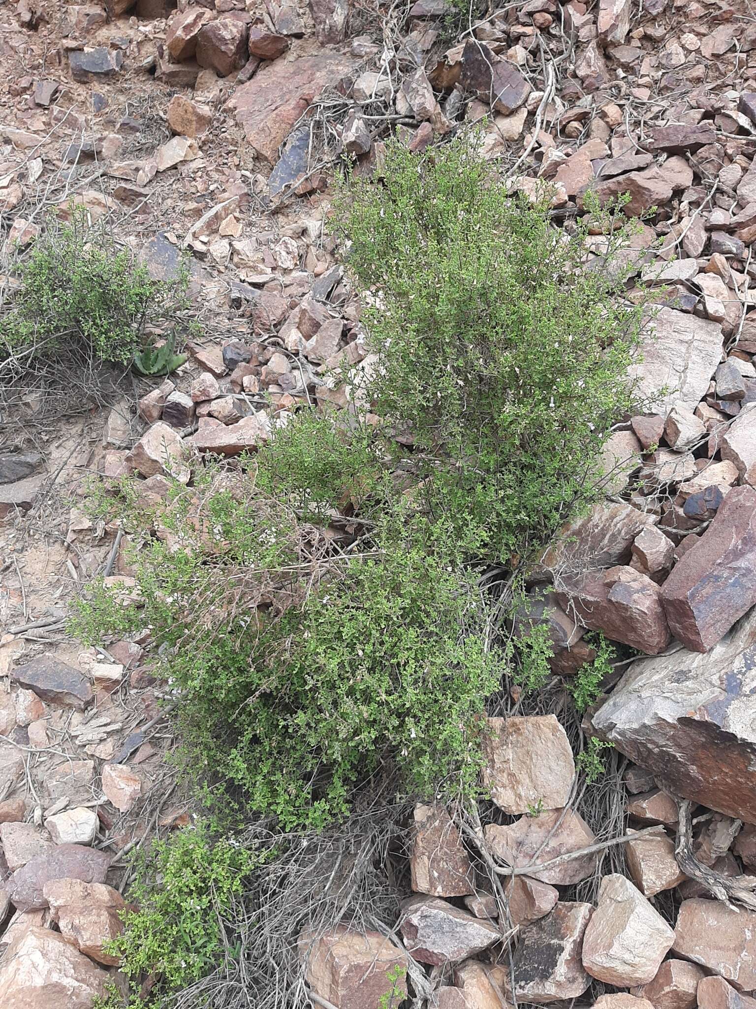 Imagem de Salvia namaensis Schinz