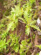 Image of Sonchus ortunoi Svent.