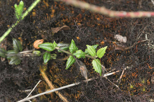 Image of <i>Vellosiella spathacea</i>