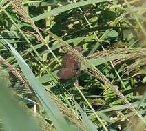 Image of Savi's Warbler