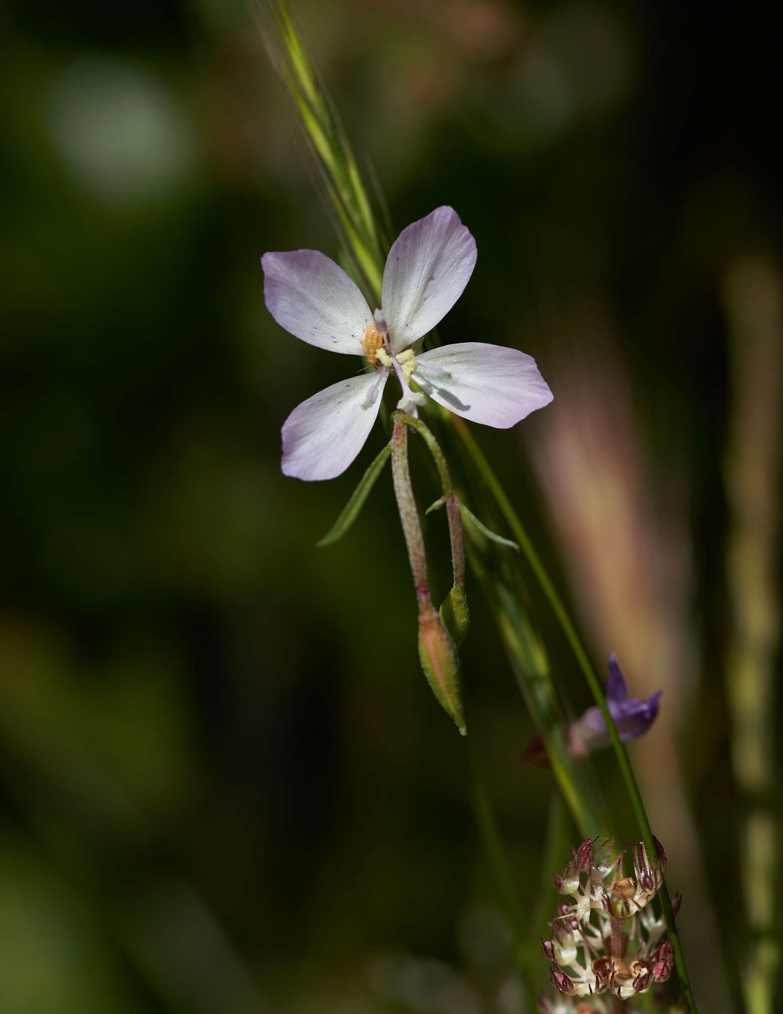 Image of canyon clarkia