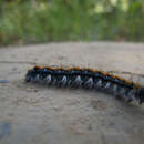 Plancia ëd Malacosoma constricta Edwards 1874