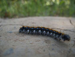 Plancia ëd Malacosoma constricta Edwards 1874