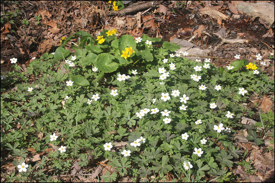 Sivun Anemone koraiensis Nakai kuva