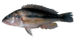 Image of Haplochromis vonlinnei van Oijen & de Zeeuw 2008