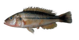 Image of Haplochromis vonlinnei van Oijen & de Zeeuw 2008