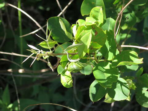 Image of bicolor lespedeza