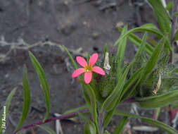 صورة Collomia biflora (Ruiz & Pav.) A. Brand