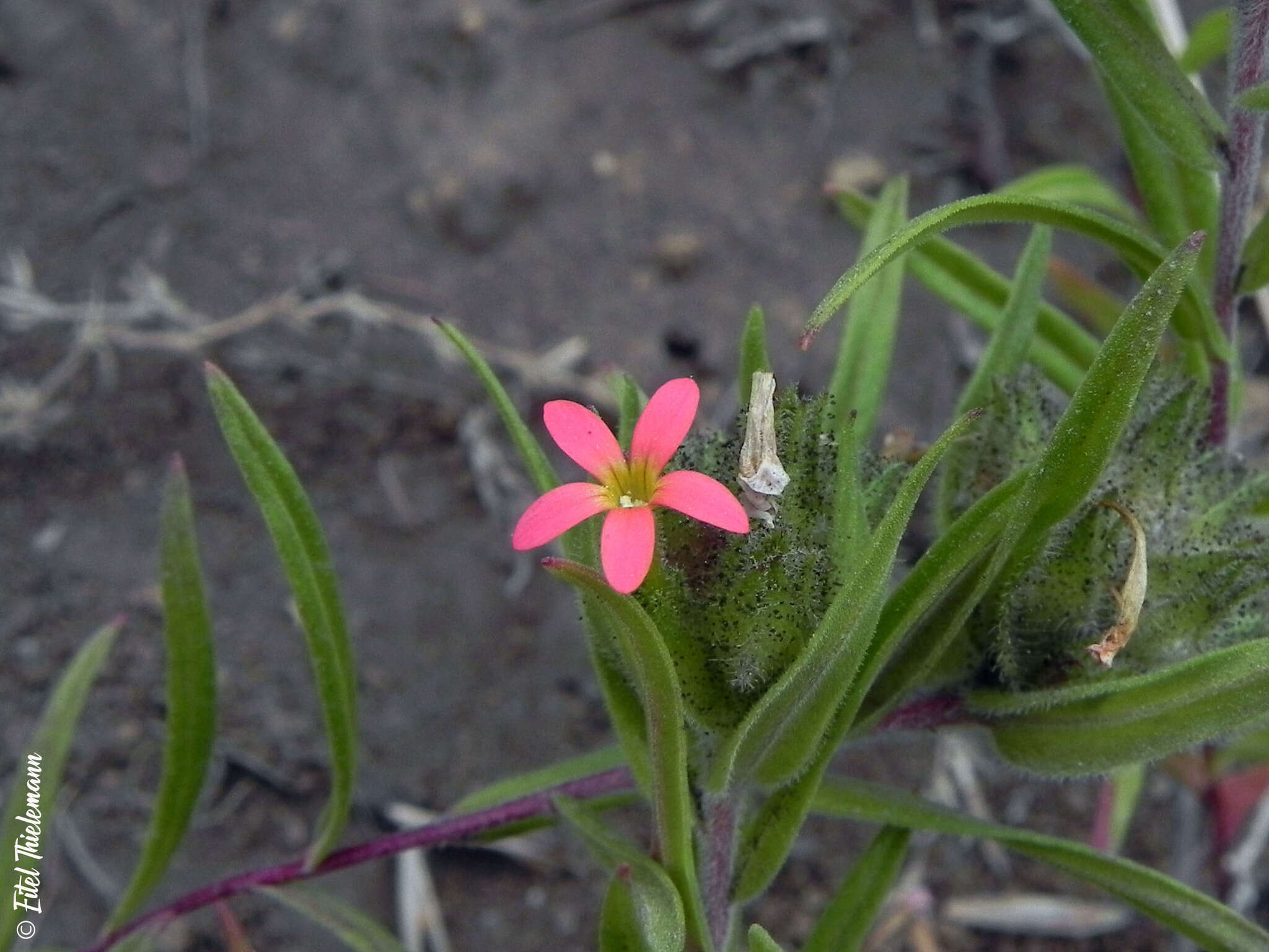 Image of Collomia biflora (Ruiz & Pav.) A. Brand