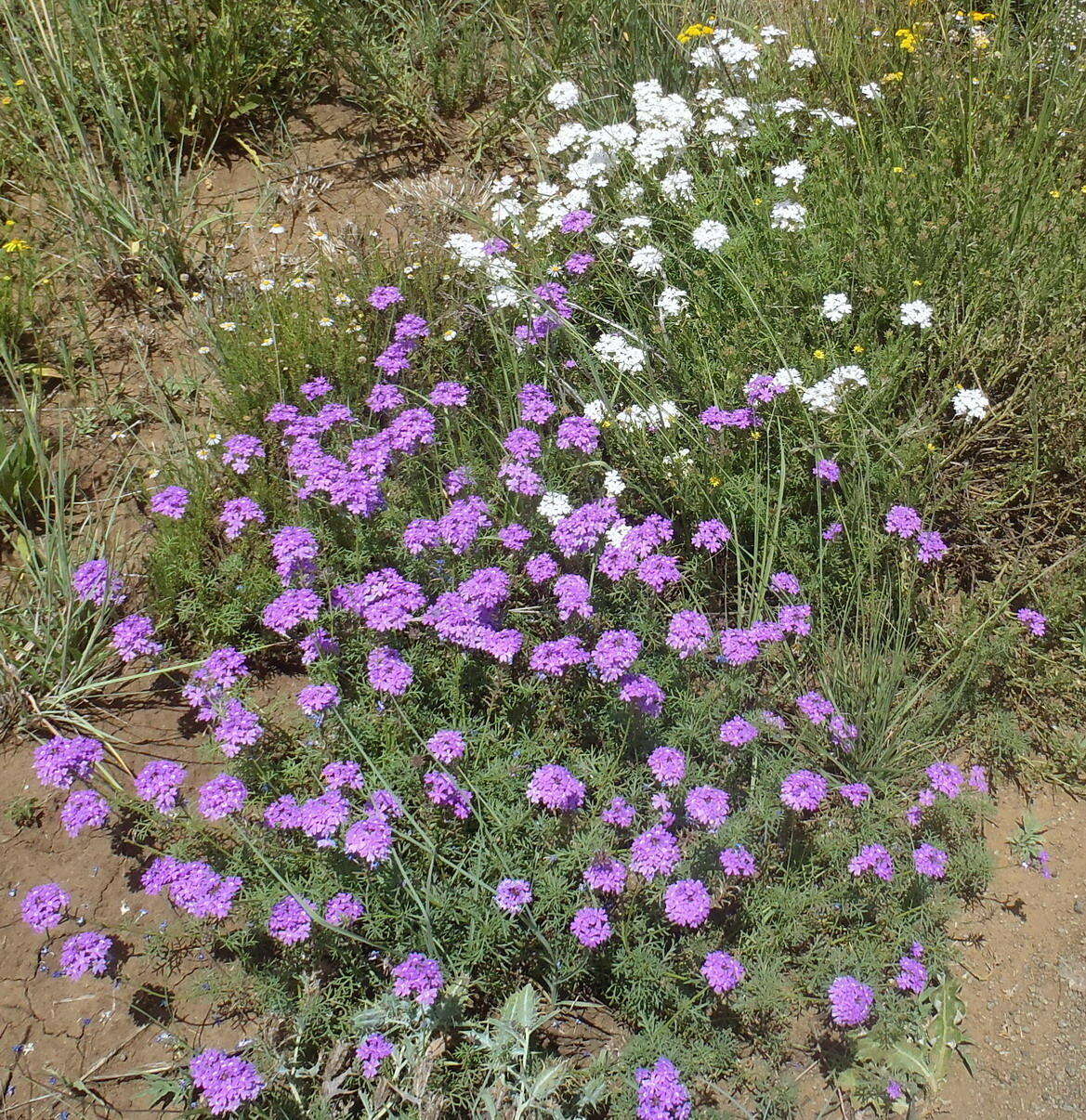 Image of Glandularia aristigera (S. Moore) Tronc.