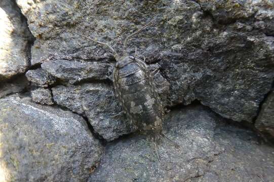 Ligia oceanica (Linnaeus 1767) resmi