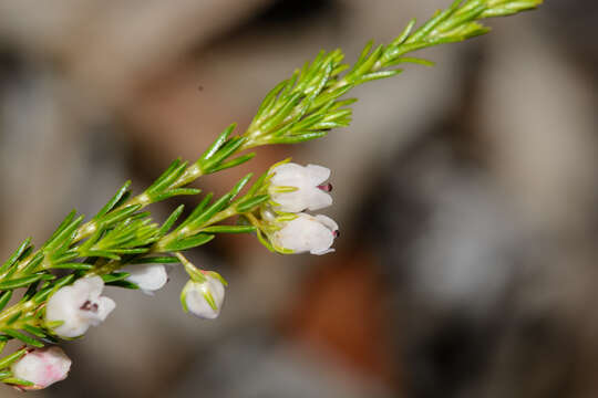 Imagem de Erica margaritacea