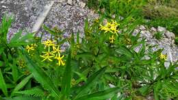 Plancia ëd Senecio morrisonensis var. dentatus Kitam.