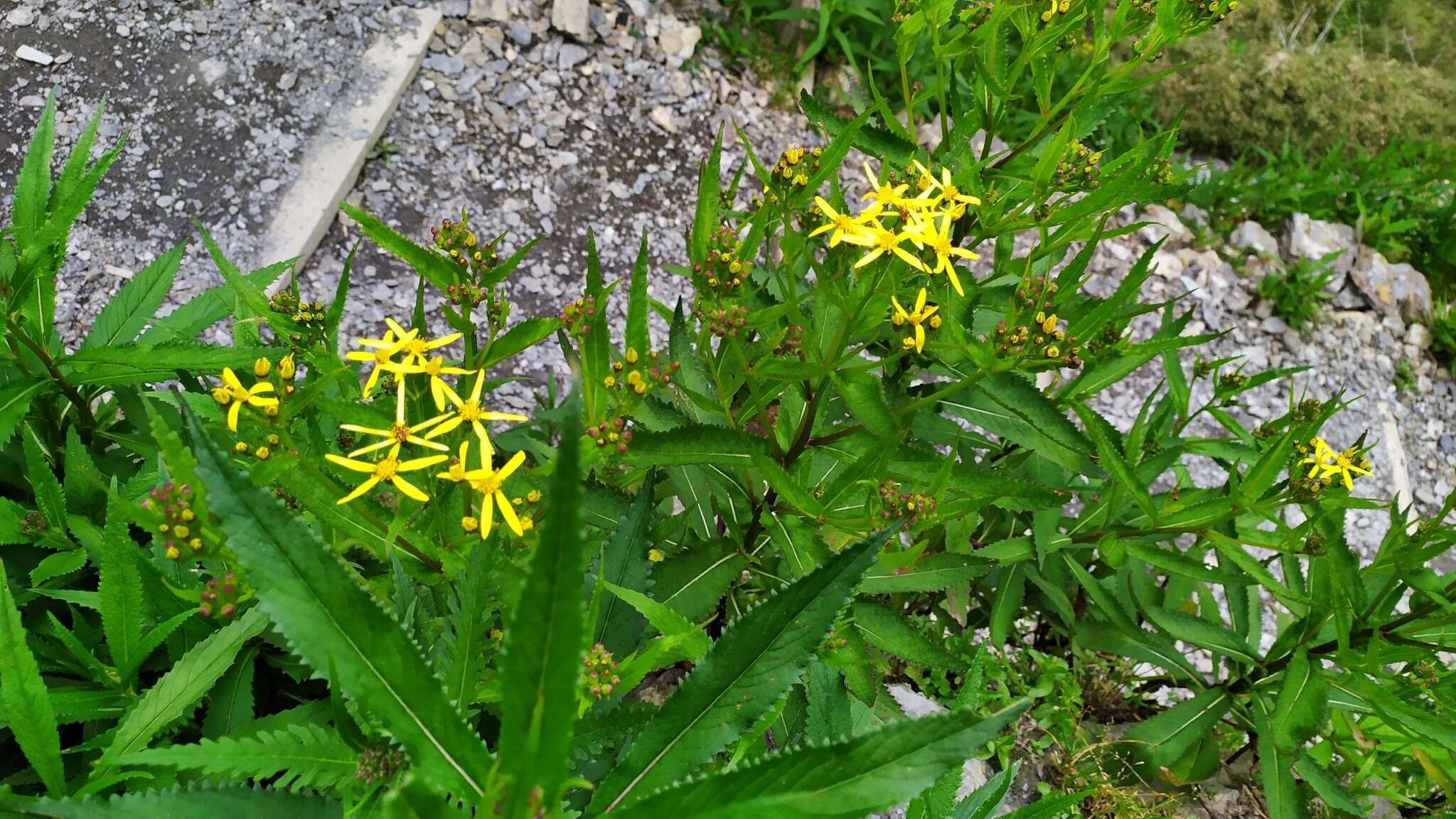 Image of Senecio morrisonensis var. dentatus Kitam.