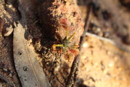 Image of Drosera scorpioides Planch.