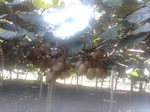 Image of Kiwi fruit