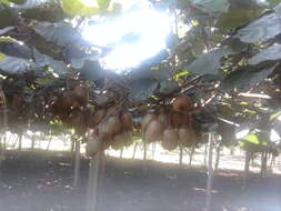 Image de Actinidia chinensis Planch.