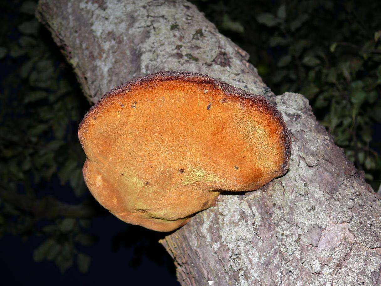 Image de Polypore hérissé