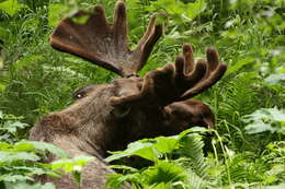 Image of North American Elk