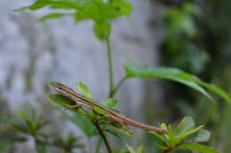 Image of Takydromus stejnegeri Van Denburgh 1912