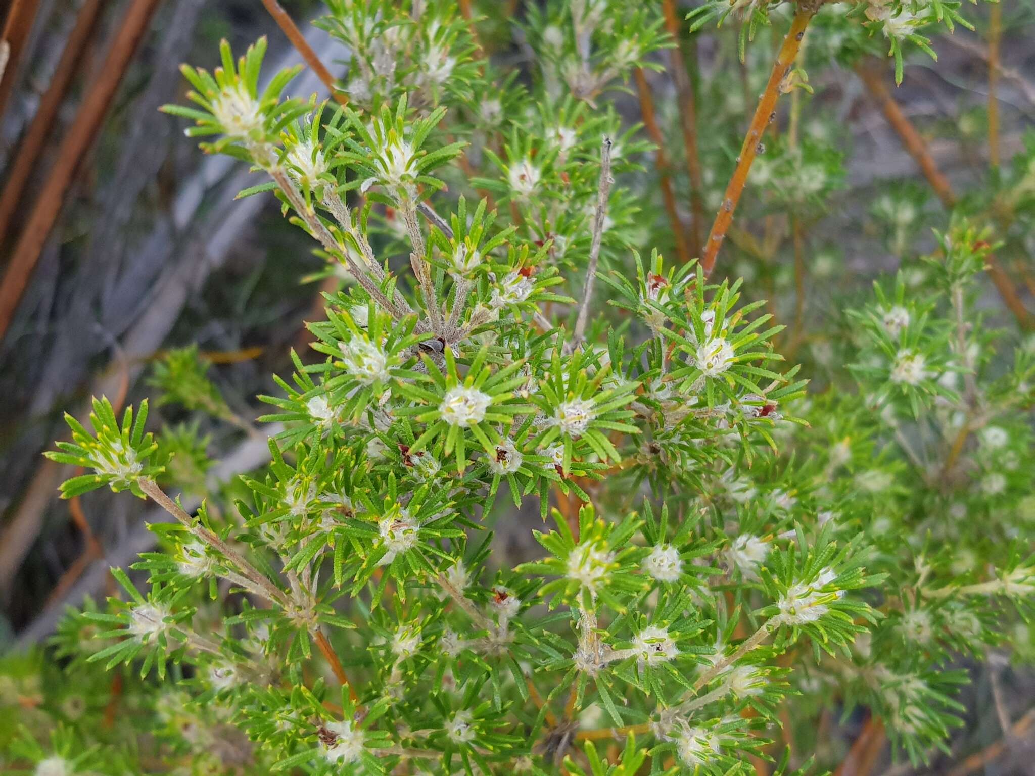Image of Phyllota pleurandroides F. Muell.