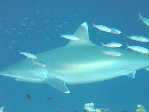 Image of Silvertip Shark