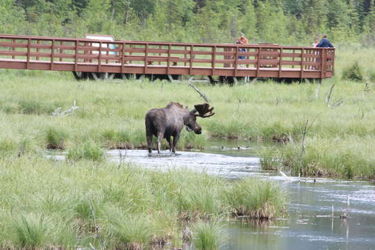 Image of North American Elk