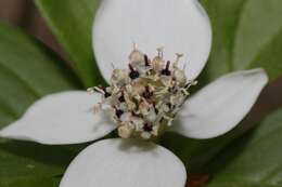 Image de Cornus unalaschkensis Ledeb.