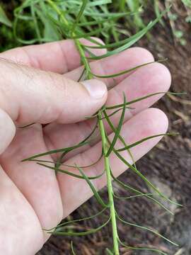 Image of smallhead blazing star