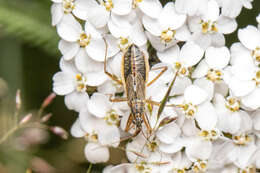 Image of Nabis flavomarginatus Scholtz 1847