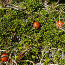 Image of Coprosma niphophila Orchard