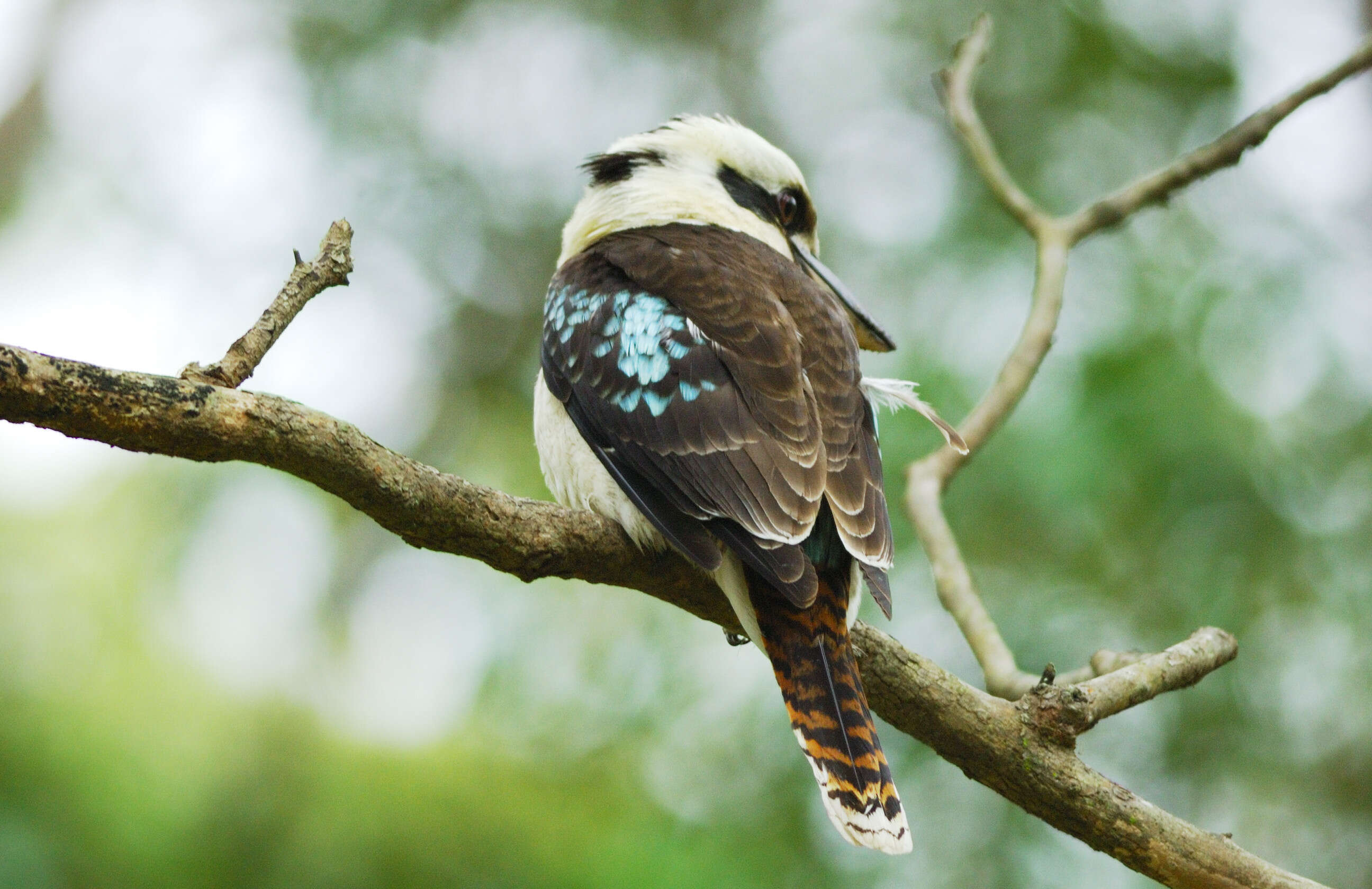 Image of Kookaburra