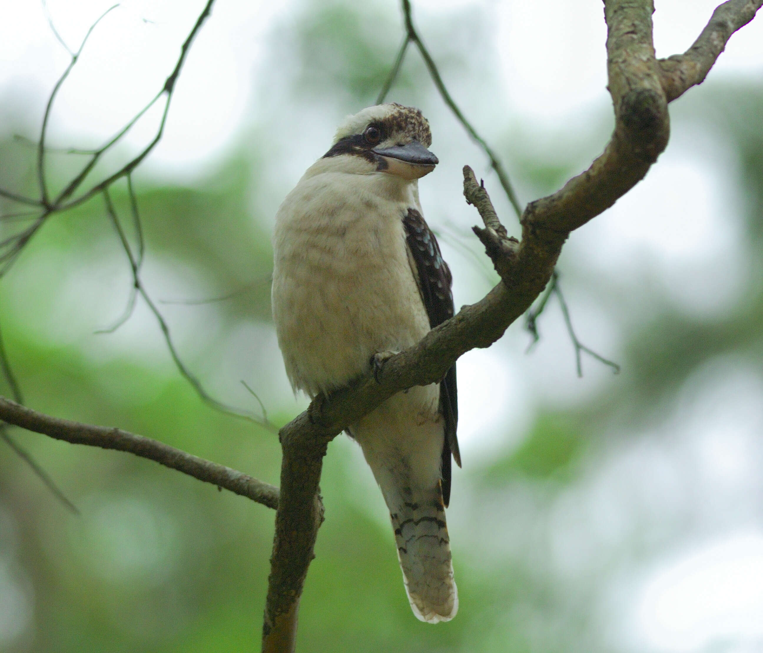 Image of Kookaburra