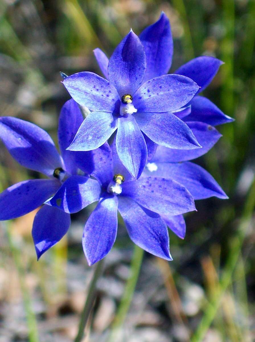 Image of Thelymitra ixioides Sw.