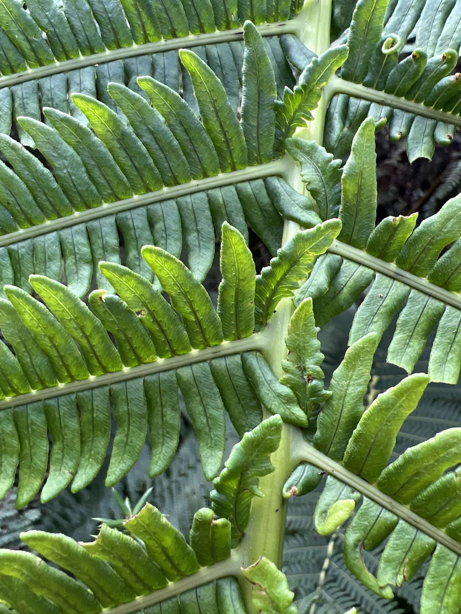 Image of Long-Leaf Plume Fern