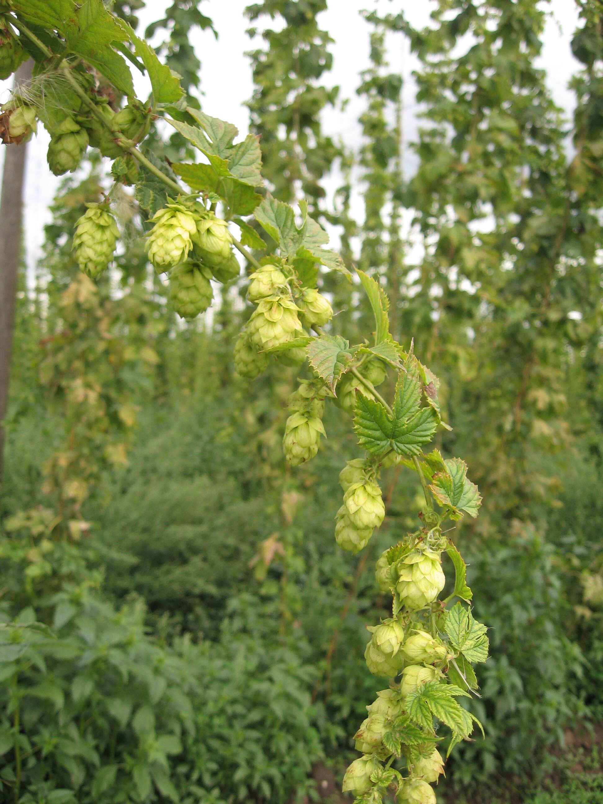 Image of common hop