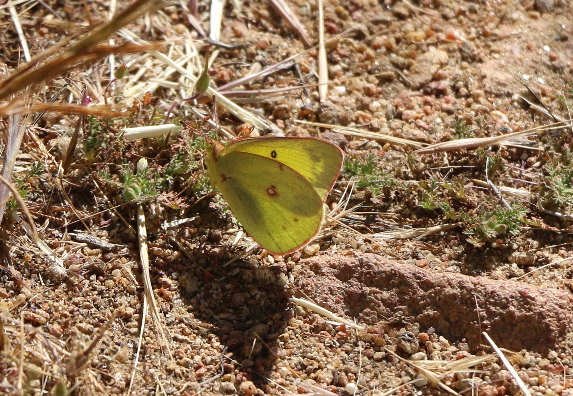 Image of Harford's Sulphur