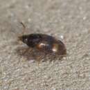 Image of Stored Grain Fungus Beetle