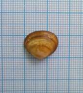 Image of Nut Orb Mussel