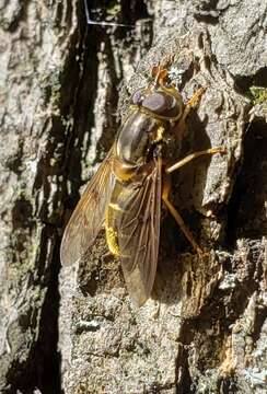 صورة Ferdinandea buccata (Loew 1863)