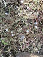 Image of streambank springbeauty