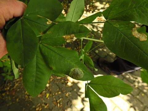 Imagem de Leucoptera laburnella Stainton