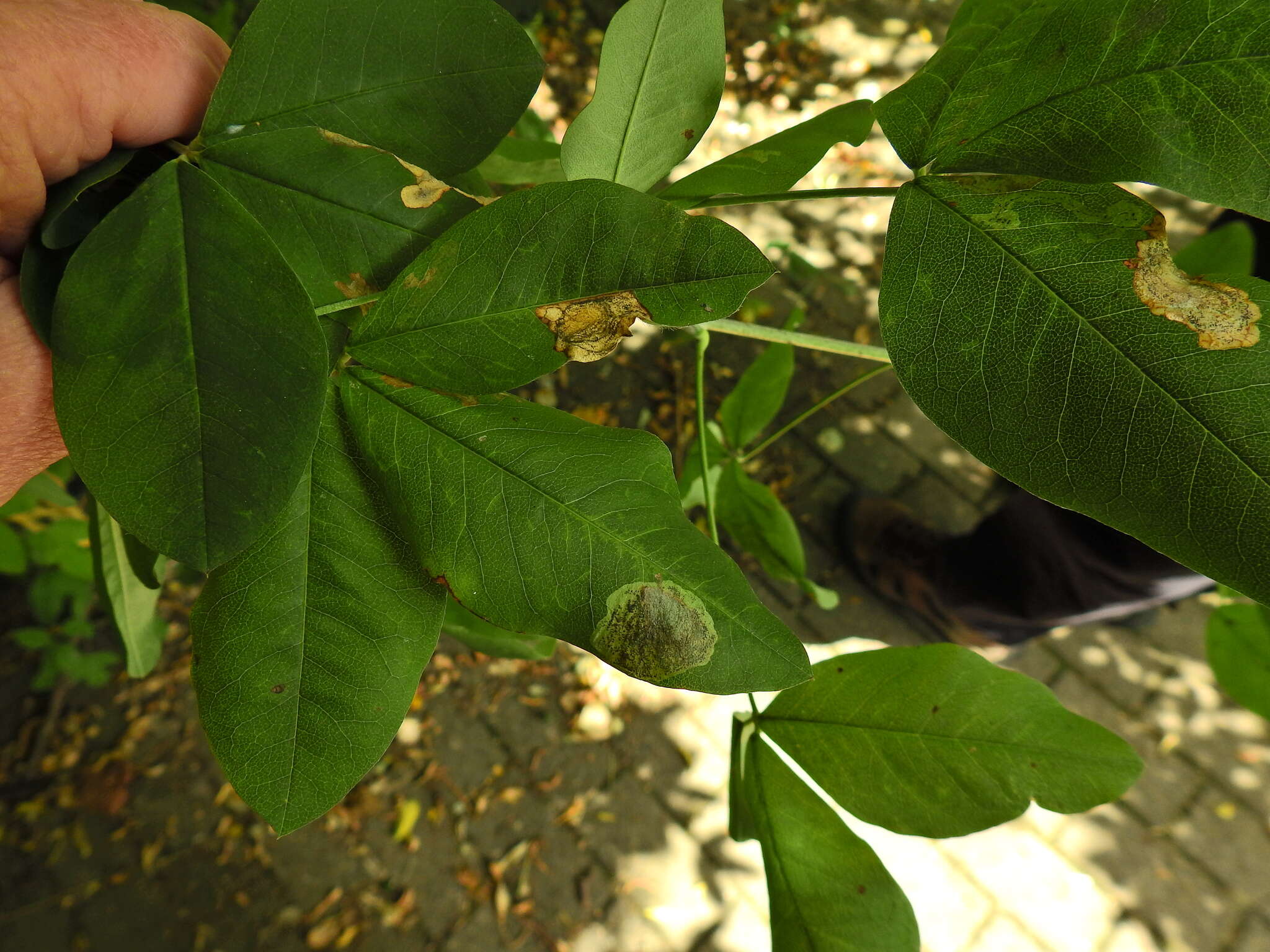 Слика од Leucoptera laburnella Stainton