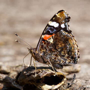 Image of Red Admiral