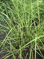 Image of Frank's sedge