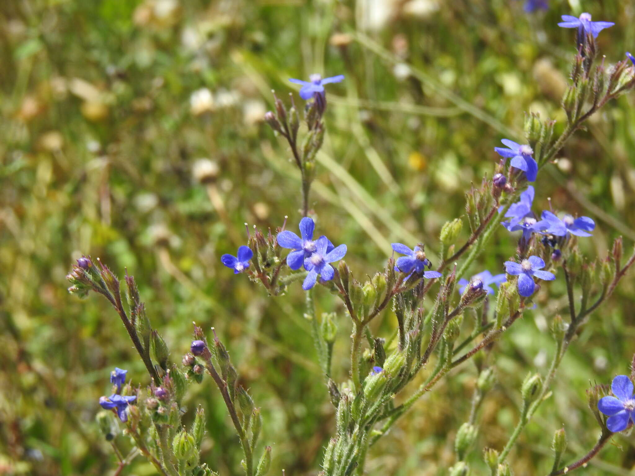 Image of Italian bugloss