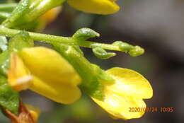 Image of Melolobium candicans (E. Mey.) Eckl. & Zeyh.