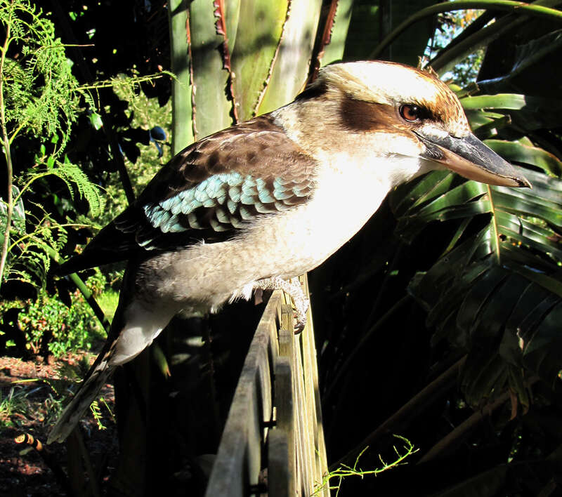 Image of Kookaburra