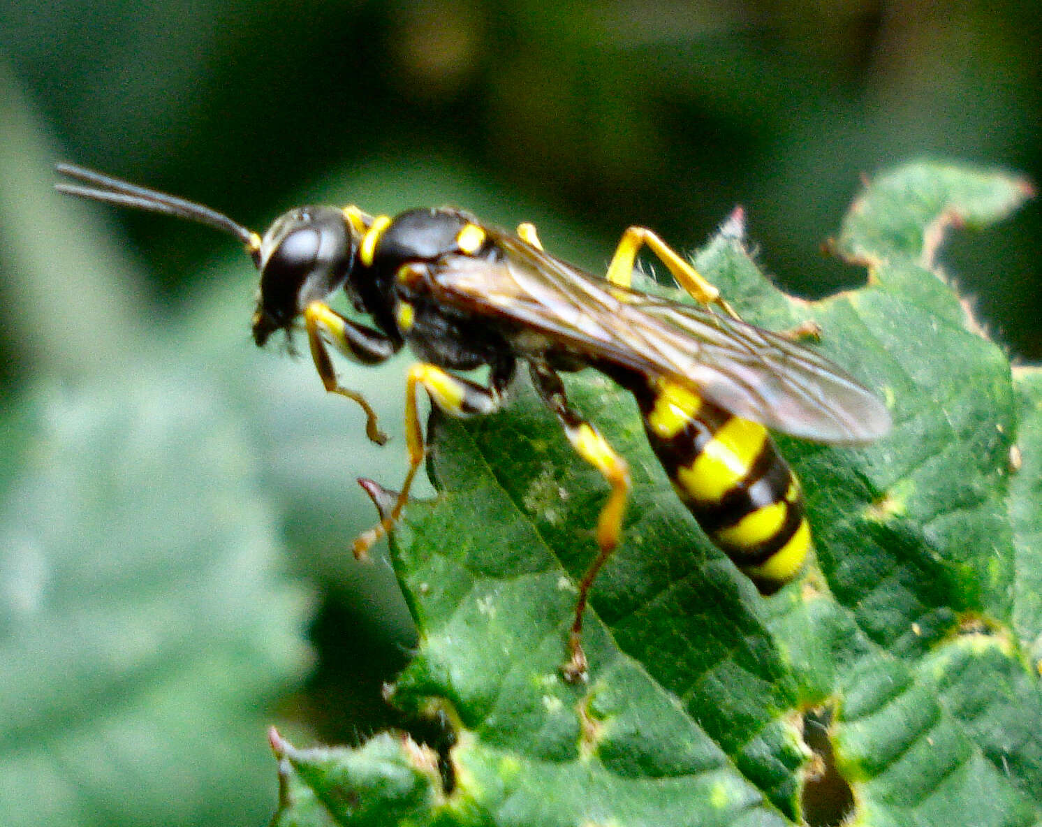 Image of Mellinus arvensis (Linnaeus 1758)