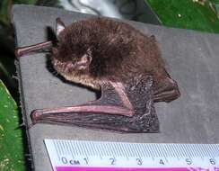 Image of Nepalese Whiskered Bat